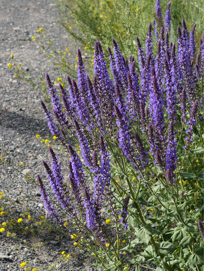 Image of Salvia deserta specimen.