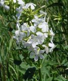 Saponaria officinalis. Часть соцветия. Иркутская обл., окр. г. Иркутска, левый берег р. Ангара. 09.07.2015.