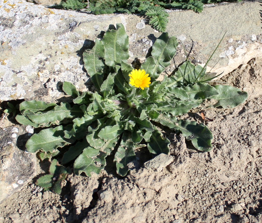 Image of Calendula persica specimen.