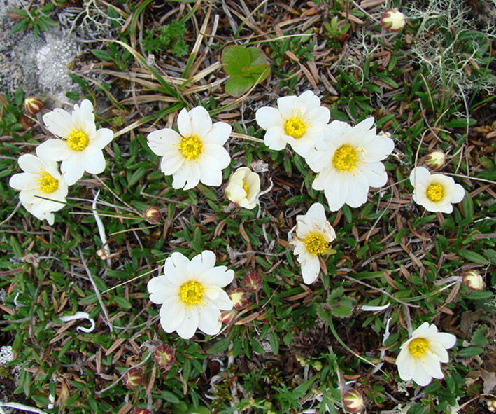 Изображение особи Dryas crenulata.