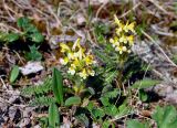 Pedicularis oederi. Цветущие растения. Тува, Тоджинский р-н, долина р. Аржаан-Хем (выс. около 1800 м н.у.м.), горная тундра. 08.07.2015.