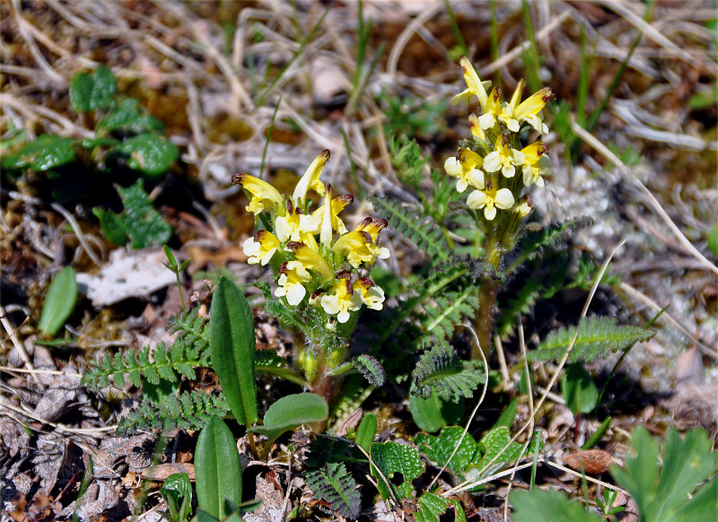 Изображение особи Pedicularis oederi.