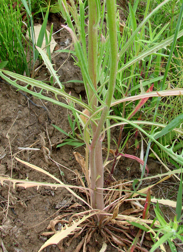 Изображение особи Crepis tectorum.