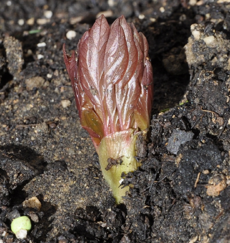 Image of Paeonia peregrina specimen.