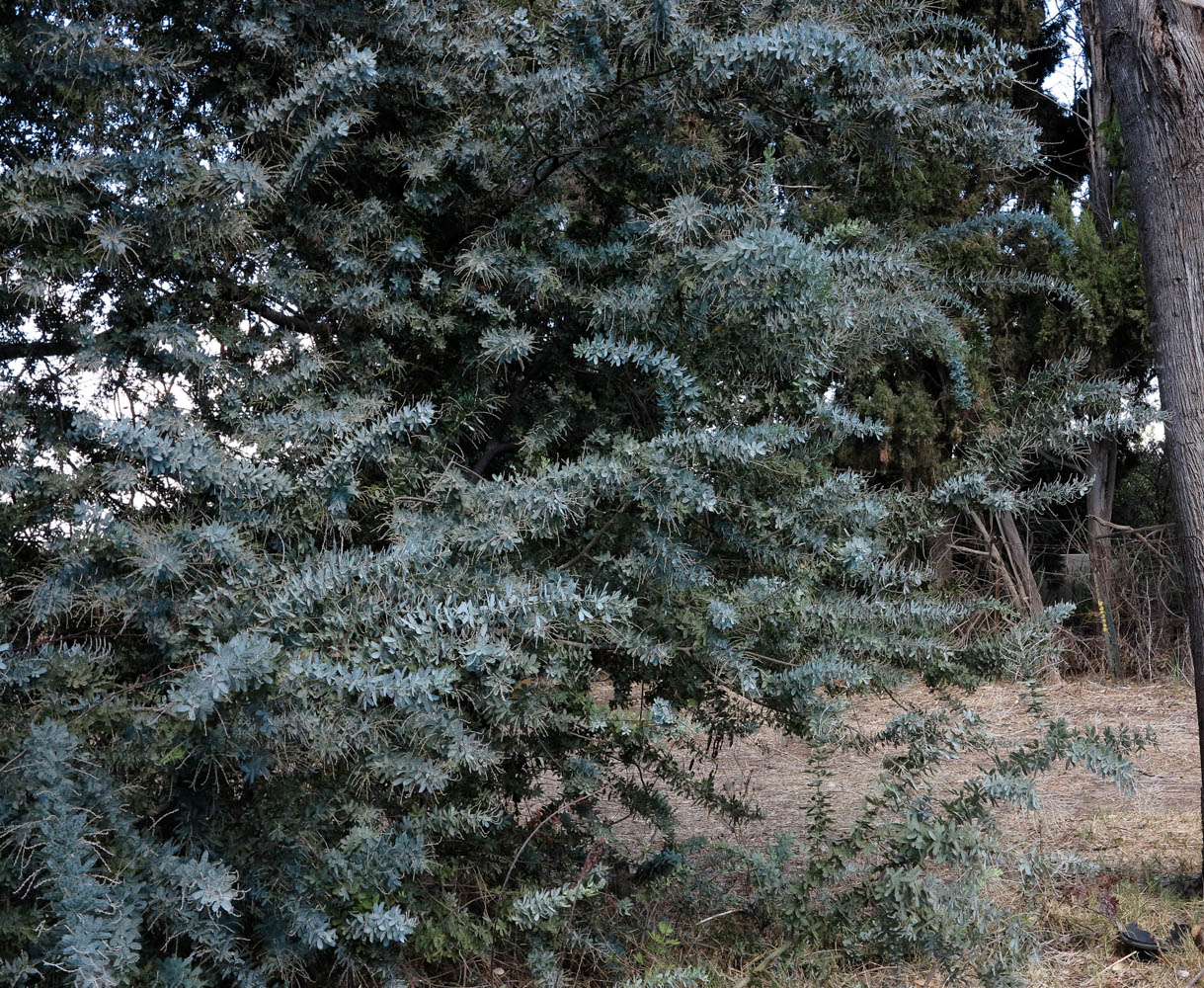 Image of Acacia baileyana specimen.