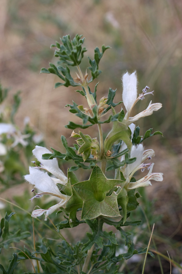 Изображение особи Lagochilus platycalyx.