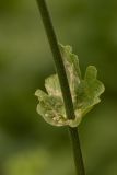 Doronicum macrophyllum