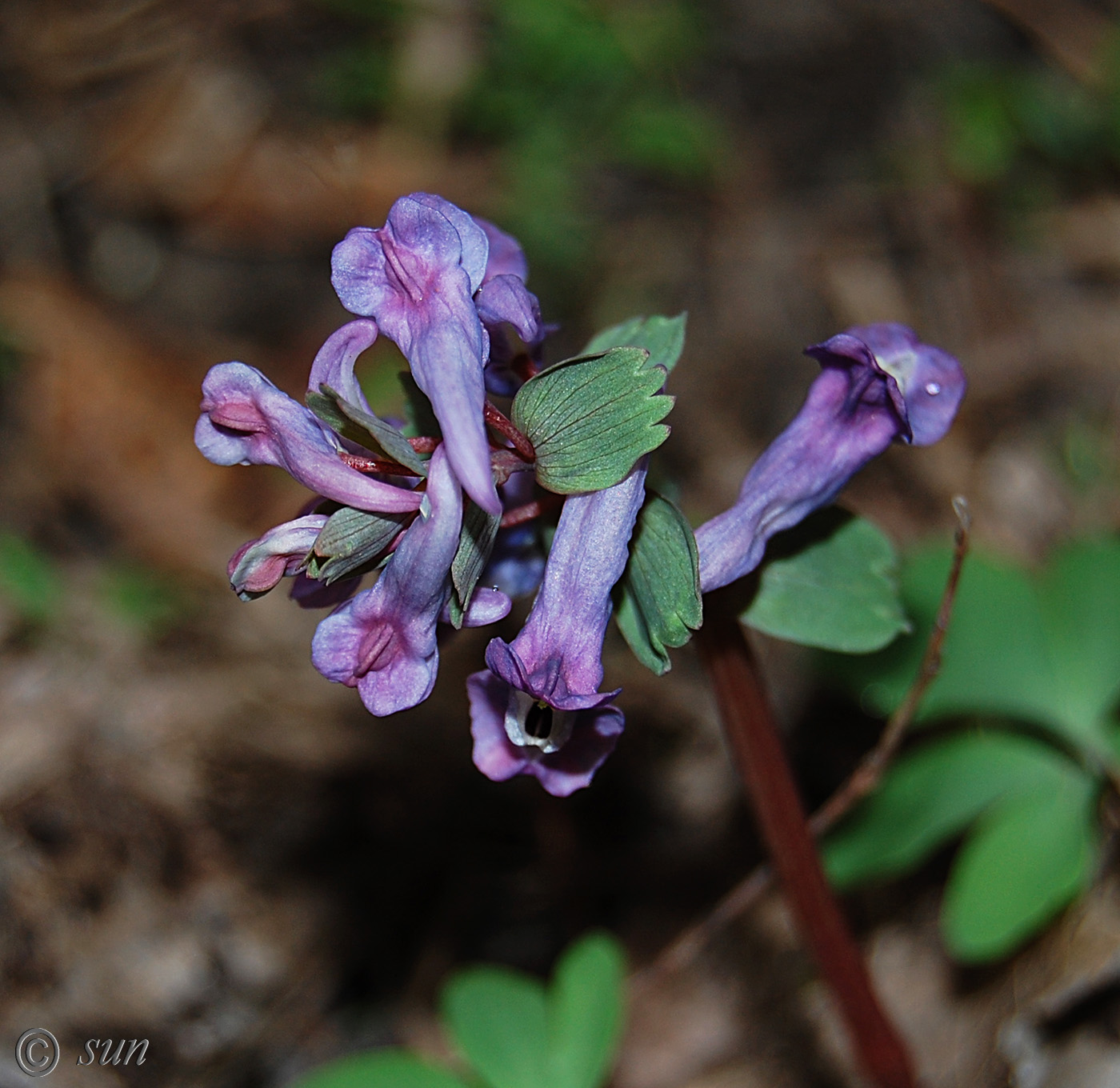 Image of Corydalis solida specimen.