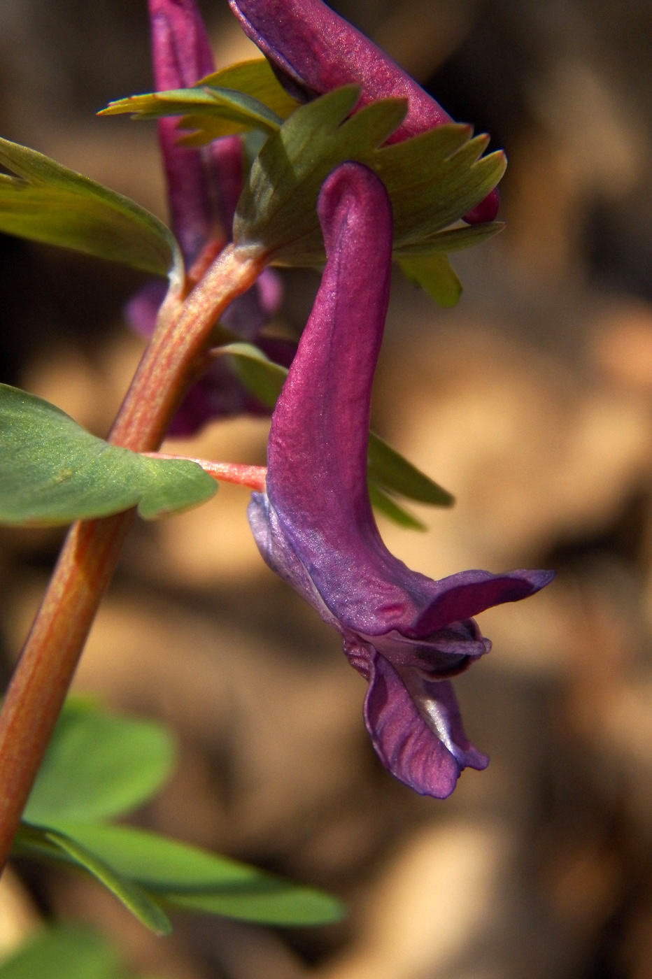 Изображение особи Corydalis solida.