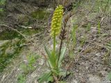 Смотреть изображение Orchis punctulata