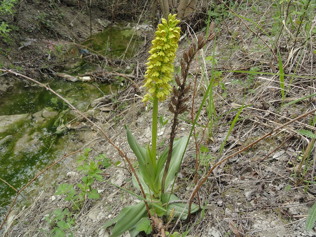 Image of Orchis punctulata specimen.