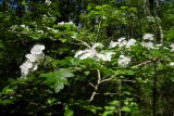 Crataegus microphylla