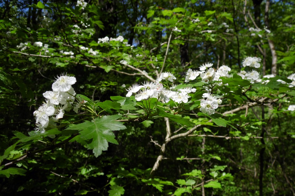 Image of Crataegus microphylla specimen.