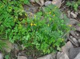 Corydalis ochotensis. Цветущее растение. Приморье, Сихотэ-Алинский заповедник, бухта Удобная, каменистый берег озера Благодатного. 26.08.2015.