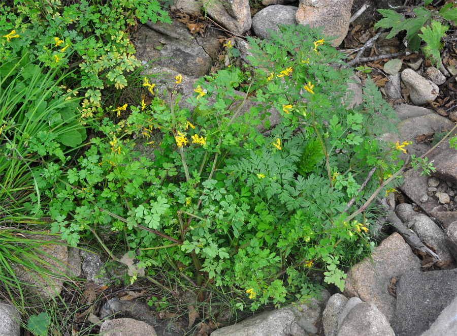 Изображение особи Corydalis ochotensis.