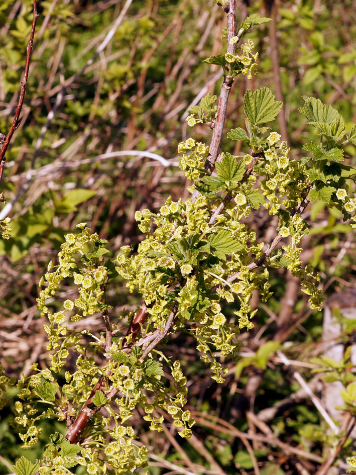 Изображение особи Ribes spicatum.