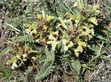 Pedicularis semenowii