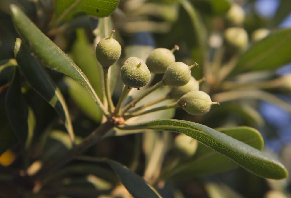 Image of Pittosporum tobira specimen.