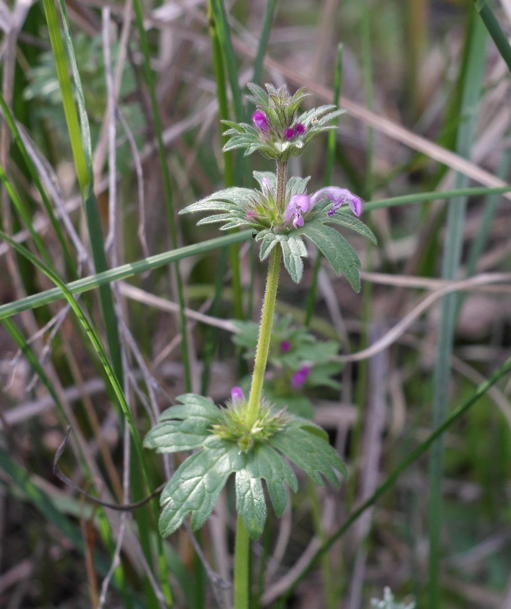 Image of Lamium amplexicaule var. orientale specimen.