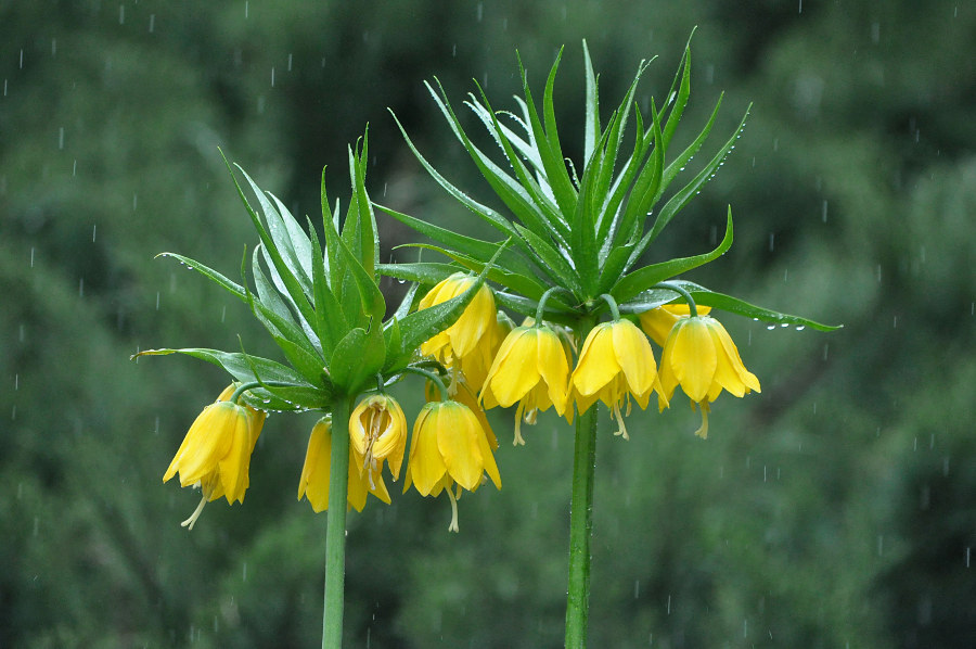Image of Fritillaria imperialis specimen.
