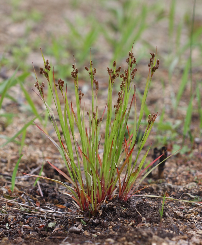 Image of Luzula pallescens specimen.