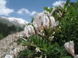 Astragalus tetrastichus