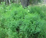 Vicia hirsuta