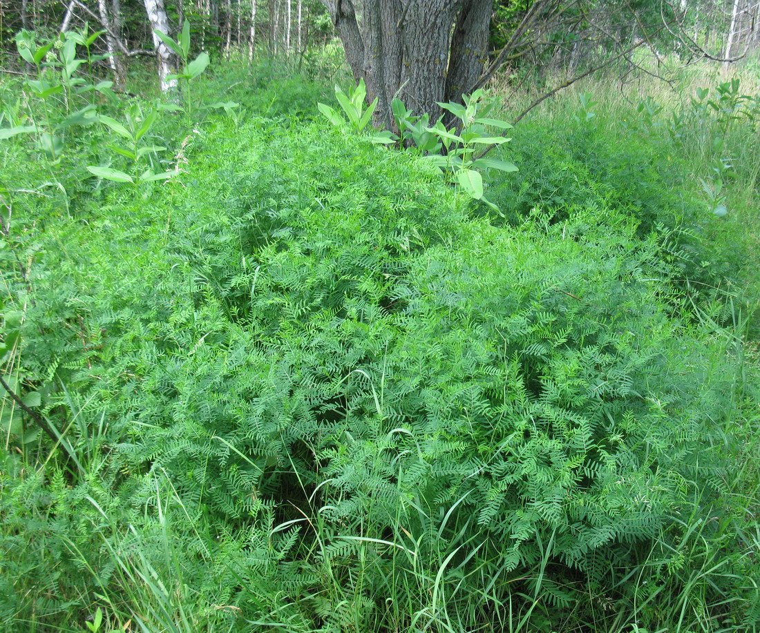 Image of Vicia hirsuta specimen.