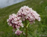 Valeriana grossheimii