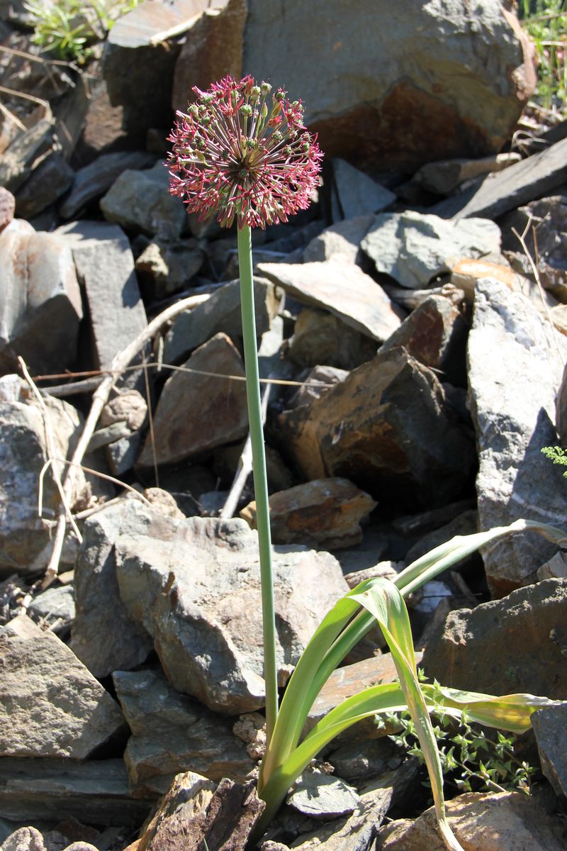 Image of Allium taeniopetalum specimen.