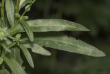 genus Symphyotrichum