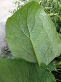 Arctium tomentosum