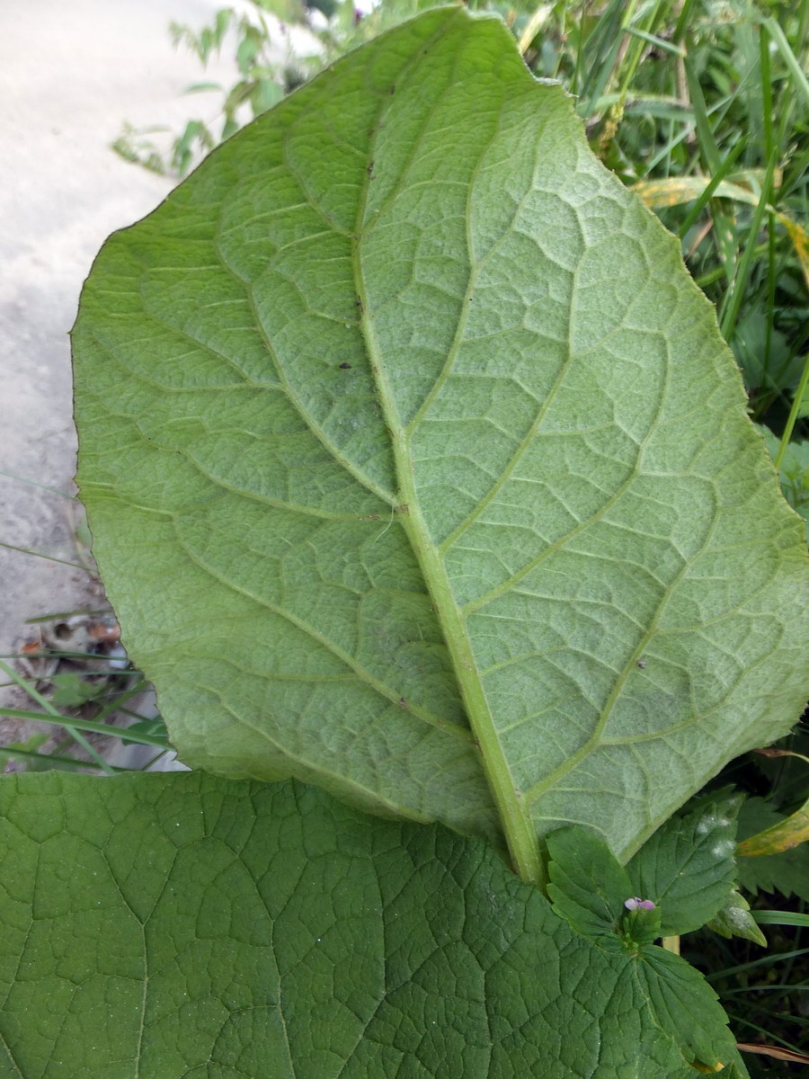 Image of Arctium tomentosum specimen.