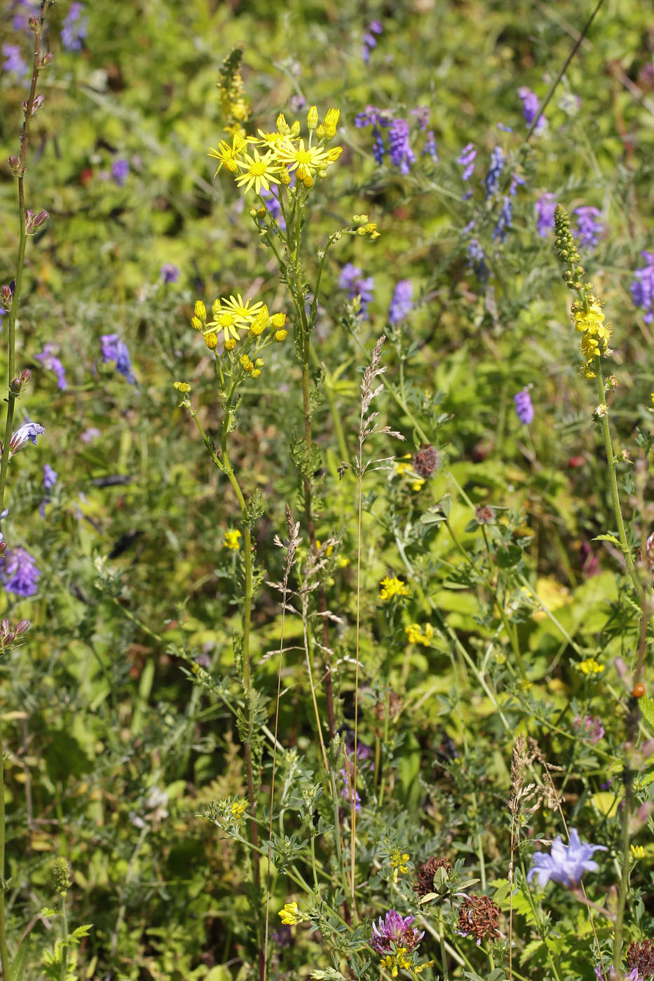 Image of Senecio jacobaea specimen.