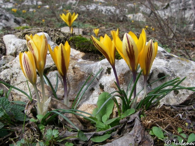 Изображение особи Crocus angustifolius.