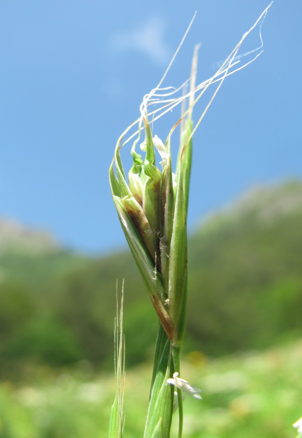 Image of Brachypodium sylvaticum specimen.