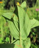 Hypericum bithynicum