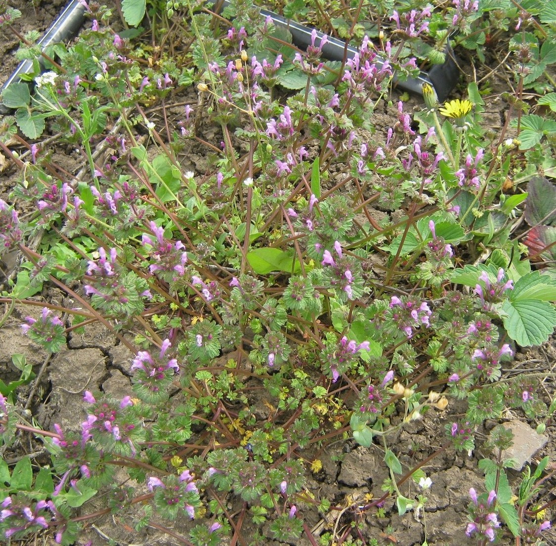 Image of Lamium amplexicaule specimen.