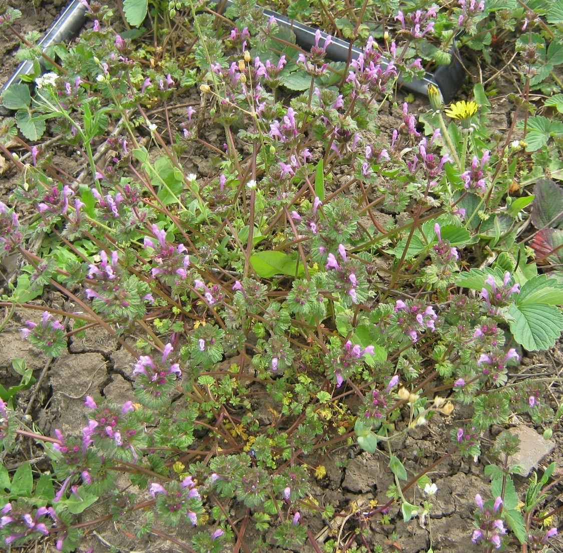 Image of Lamium amplexicaule specimen.