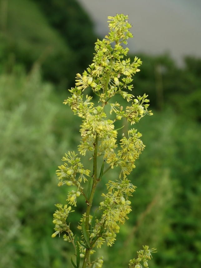 Image of Thalictrum amurense specimen.