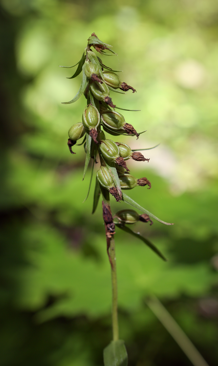 Изображение особи Epipactis helleborine.