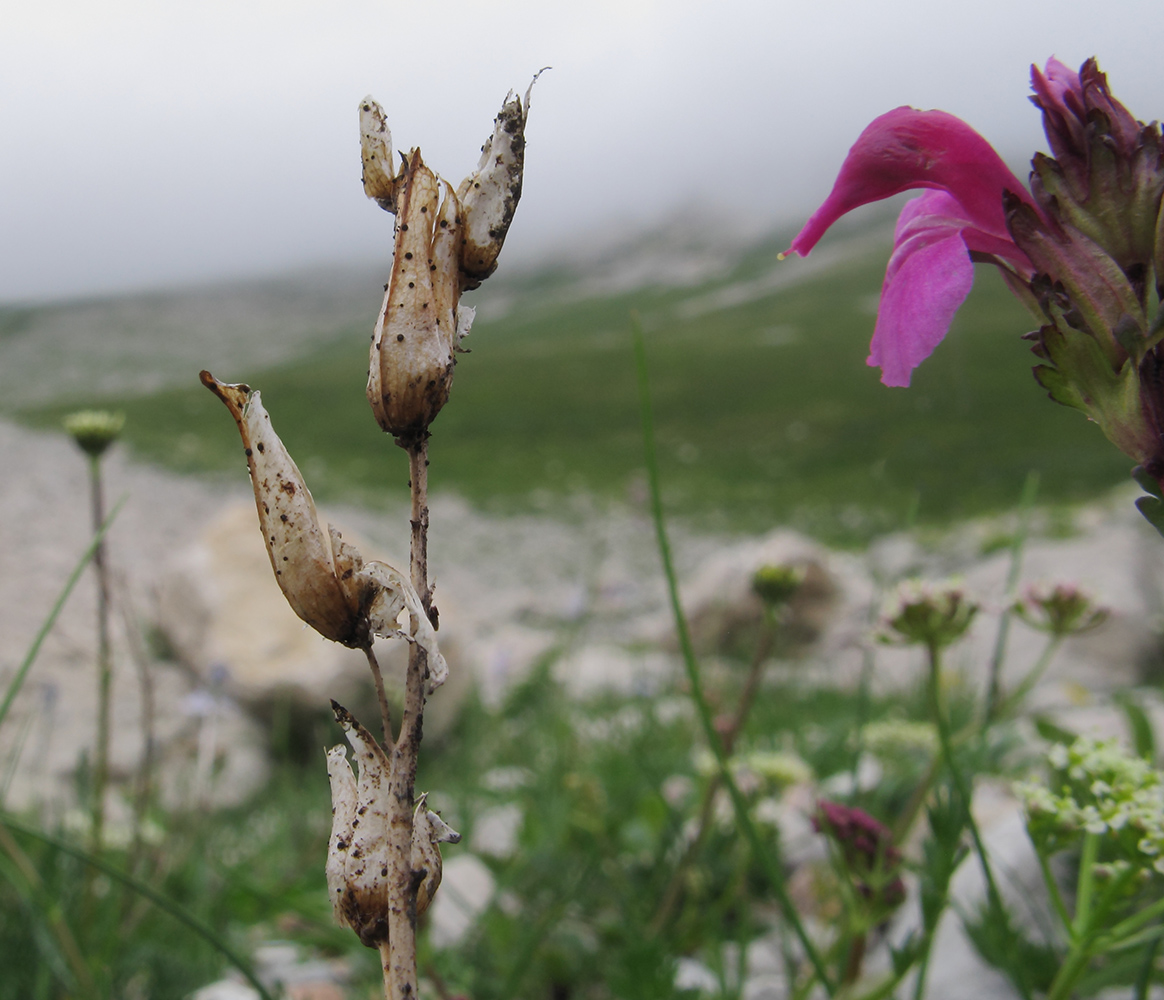 Изображение особи Pedicularis nordmanniana.