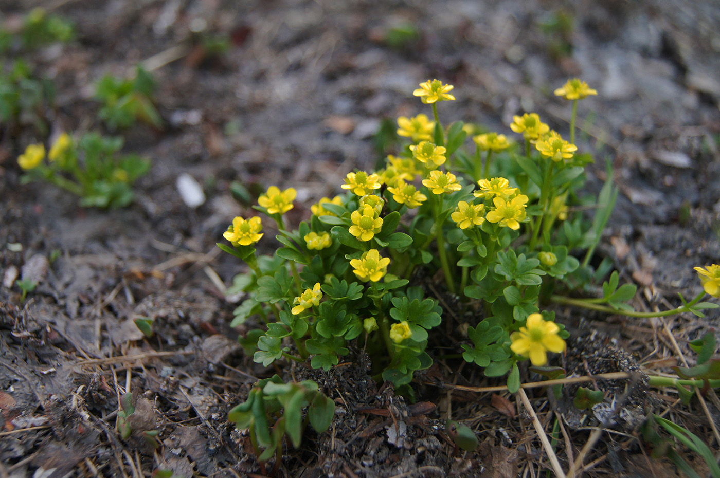 Изображение особи Ranunculus pygmaeus.