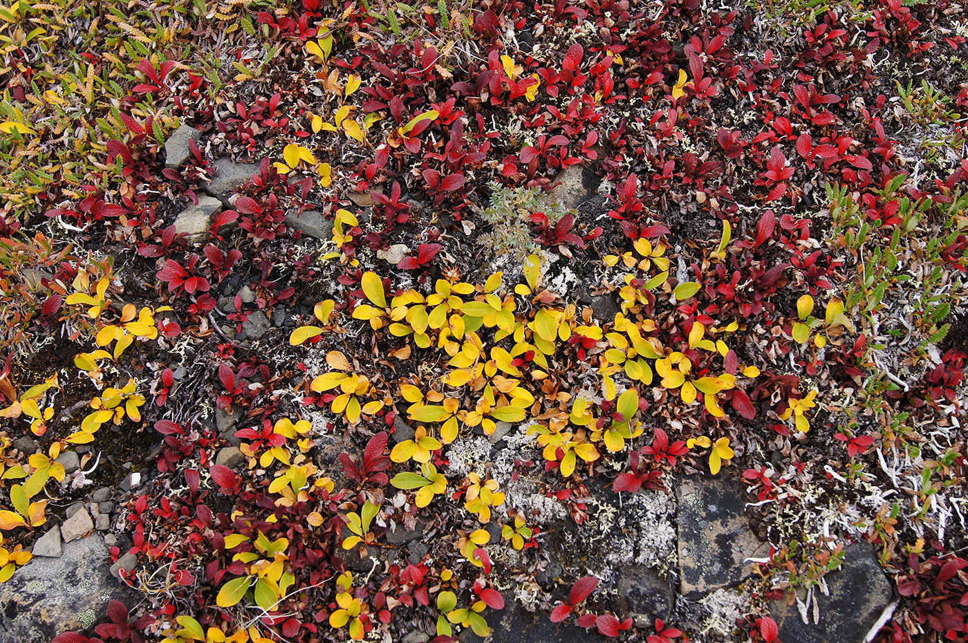 Image of Salix phlebophylla specimen.