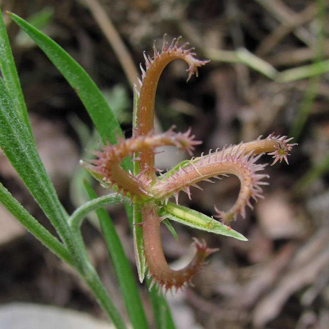 Image of Koelpinia linearis specimen.