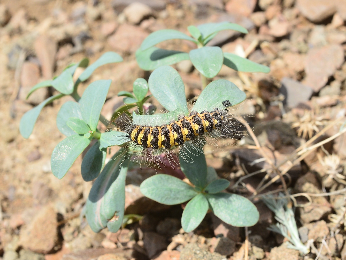 Image of Euphorbia rapulum specimen.