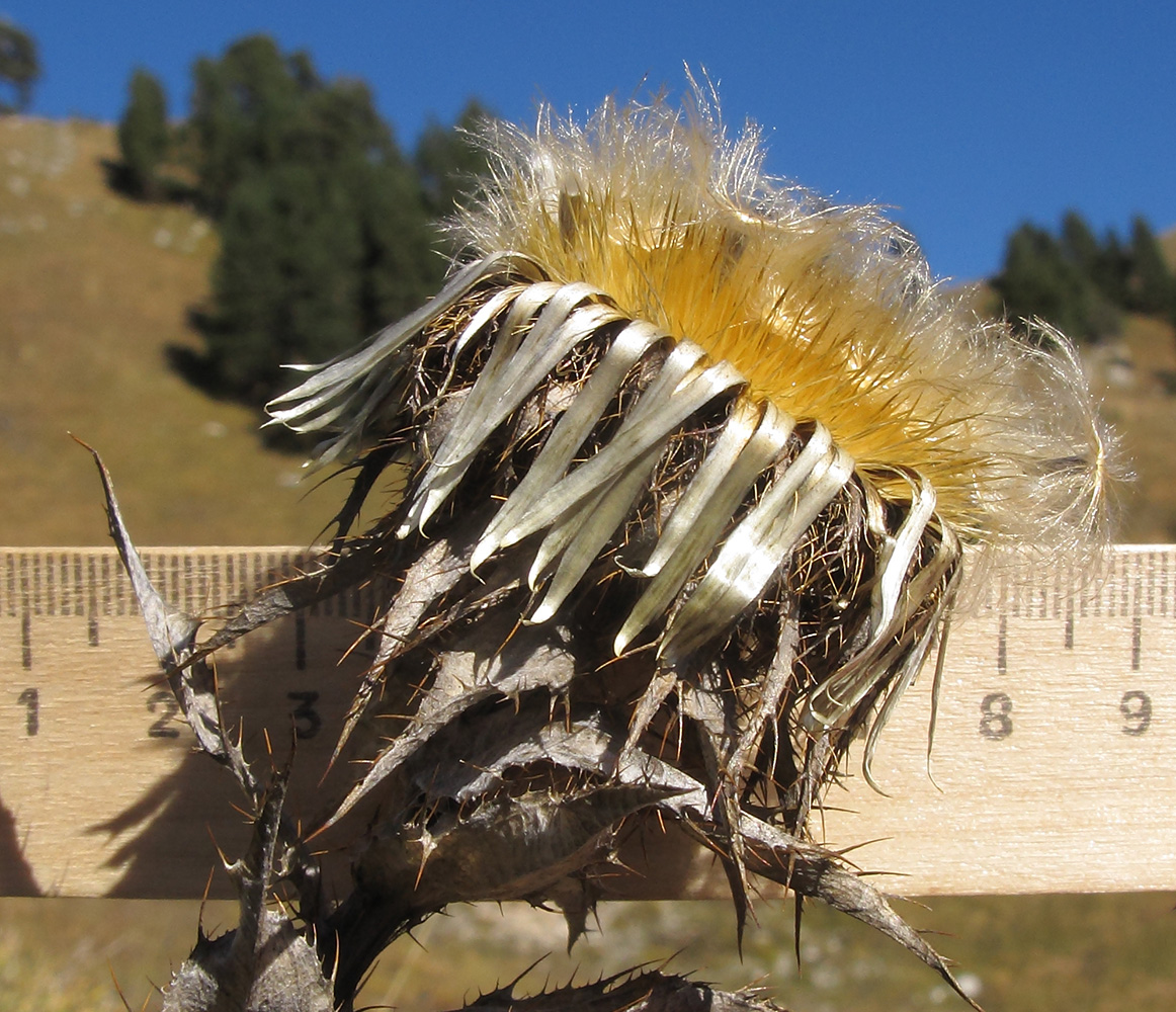 Изображение особи Carlina intermedia.