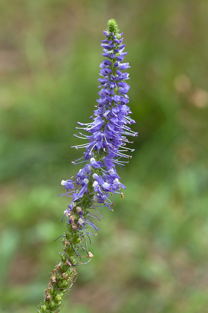 Image of Veronica spicata specimen.