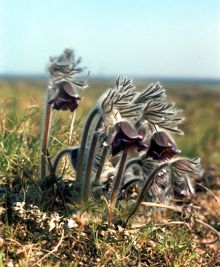 Image of Pulsatilla bohemica specimen.
