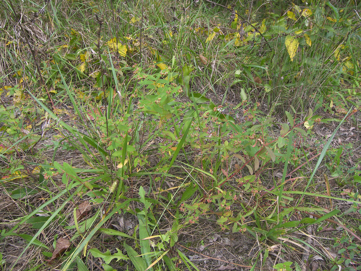 Image of Euphorbia nutans specimen.